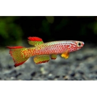 Aphyosemion Gabunense 3-4cm Aphyosemion Gabunense 3-4cm